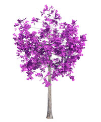 Obraz premium Albero con e senza foglie arancioni, verdi, gialle, rosse fondo trasparente e isolato