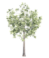 Obraz premium Albero con e senza foglie arancioni, verdi, gialle, rosse fondo trasparente e isolato
