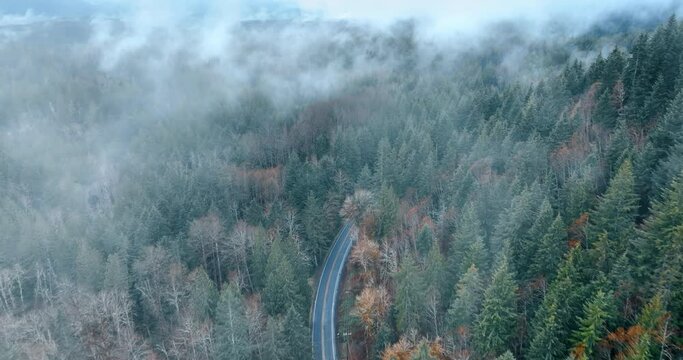 Flying over the vast pine-tree wood with green and dry orange trees. Thin smoke spreads over the forest. Asphalt road crosses the nature landscape. Top view.
