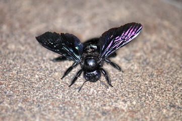 A purple carpenter bee, or a purple carpenter bumblebee, or Xylocopa violacea sits on the floor. Macro photo of an insect.