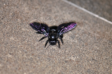 A purple carpenter bee, or a purple carpenter bumblebee, or Xylocopa violacea sits on the floor. Macro photo of an insect.