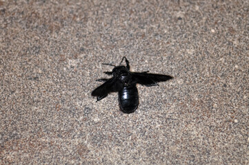 A purple carpenter bee, or a purple carpenter bumblebee, or Xylocopa violacea sits on the floor. Macro photo of an insect.
