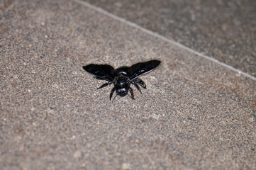 A purple carpenter bee, or a purple carpenter bumblebee, or Xylocopa violacea sits on the floor. Macro photo of an insect.
