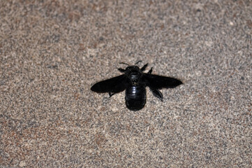 A purple carpenter bee, or a purple carpenter bumblebee, or Xylocopa violacea sits on the floor. Macro photo of an insect.