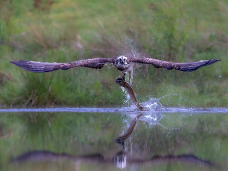 Osprey flying over water with fish in talons.