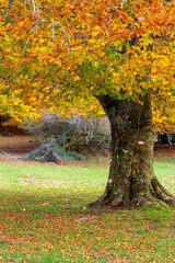 Naklejka premium autumn in the forest