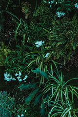 tropical aquarium with tropical plants