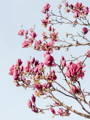 Magnolia tree blooming in the springtime. Delicate pink flowers.