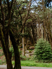 Beautiful green forest with ancient trees and huge boulders