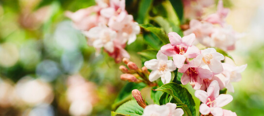 Defocused spring banner with beautiful pink flowers on a branch on a sunny day outdoor