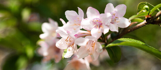Defocused spring banner with beautiful pink flowers on a branch on a sunny day outdoor
