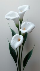Obraz premium Calla Lily on white background. ai generated 