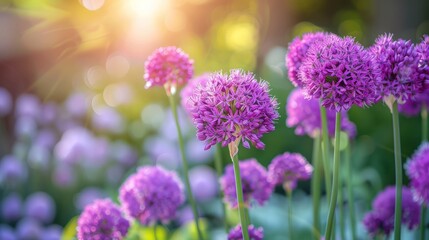 Vibrant Purple Allium Flowers in Bloom