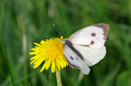 Der Gro&szlig;e Kohlwei&szlig;ling saugt Nektar aus der Bl&uuml;te vom L&ouml;wenzahn