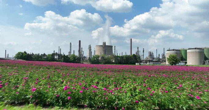 Flower field at oil refinery in Wesseling, Germany. Aerial revealing shot.