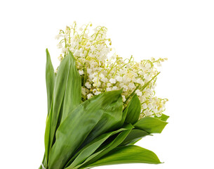 Obraz premium White beautiful lilies of the valley.