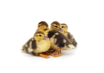 Many yellow ducklings.