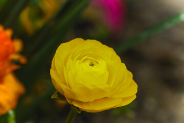 yellow rose in a botanical garden, nature