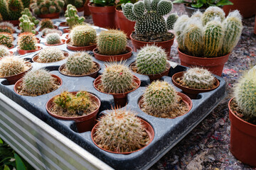 Buying a cactus. Different types of small cacti plants for sale at the garden center