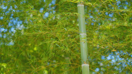 Rainforest. Serene Springtime Bamboo Grove In Morning Day Light Blue Sky Background.