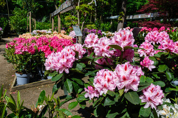 Blooming Rhododendrons for sale at the garden center