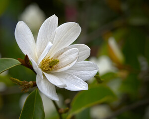 Close up of a magnolia flower