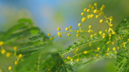 Beautiful Mimosa Or Acacia Dealbata. Floral Background With Golden Blooms. Sensitive Plant. Still.