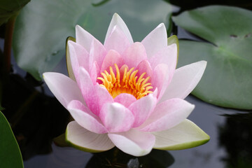 A lovely pale pink waterlily flower with a yellow heart.
