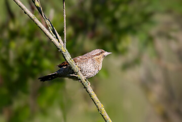 An adult Eurasian wryneck or northern wryneck (Jynx torquilla) photographed close up in its natural habitat. A bird sits on thin branches of a bush on a blurred background