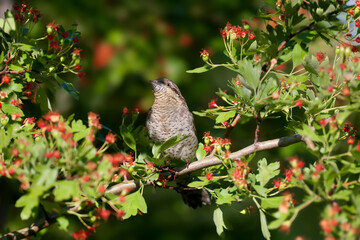An adult Eurasian wryneck or northern wryneck (Jynx torquilla) photographed close up in its natural habitat. A bird sits on thin branches of a bush on a blurred background