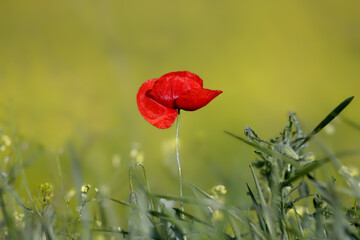Bright red field poppy flower (Papaver rhoeas) shot close up in soft morning light against blurred yellow background of flowering rapeseed