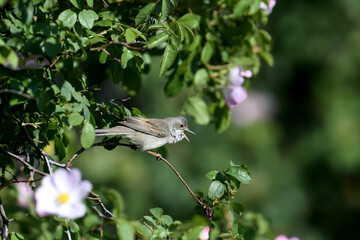A male common whitethroat or greater whitethroat (Curruca communis) in breeding plumage sings in a dense rosehip bush on a branch against a blurred background