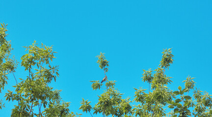 Little song birf on a branch of a green tree with leaves