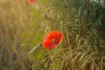 Red flower in meadow in sun light close up, soft focus, Papaver rhoeas, red corn field  Flanders poppy