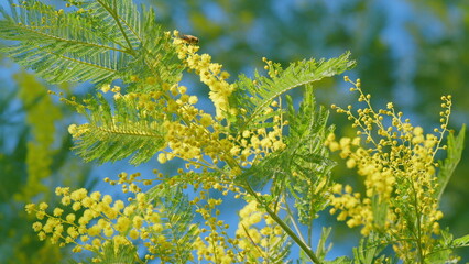 Spring Is Coming. Acacia Dealbata Or Known As Silver Wattle. Early Blooming Of Mimosa Flower. Close...