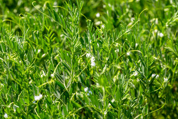 Close-up of lentil plant with white flowers. Lentil field. Detail of flowers and tendrils on a...