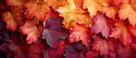Obraz premium Macro image of a lively maple leaf. Bright red to yellow gradient