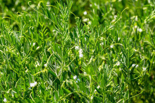 Close-up of lentil plant with white flowers. Lentil field. Detail of flowers and tendrils on a green background