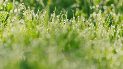 Fresh Beautiful Green Grass With Water Drops After Rain. Sunlight In Spring Summer Outdoor. Rack...