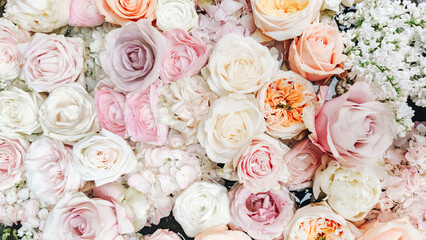 wall of light rose flowers
