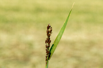 Loose Smut disease signs on oat close-up