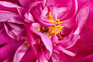 close-up bright peony. macro peony stamens