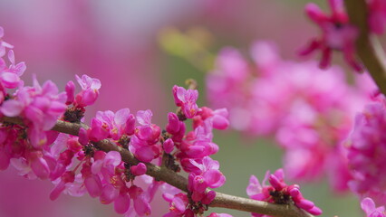 Spring Flowers - Cercis Siliquastrum Against Blurred Background. Sunny Spring Day. Close up.