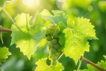 Elegant grapevines gently swaying in the wind, displaying a majestic dance of nature