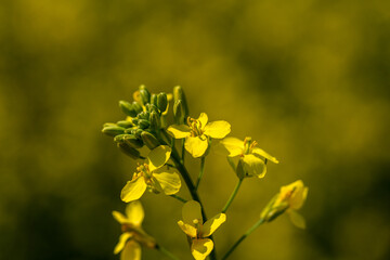 Rape plant and flowers in close-up. Cultivation of rapeseed.