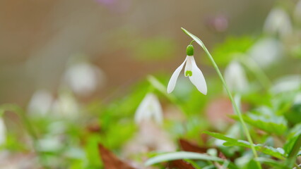 White Flowers Of Galanthus Nivalis In Early Spring. January And February In A Woodland Wildflower Setting.