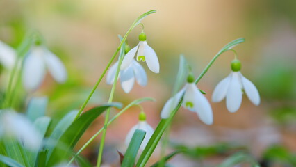 White Snowdrop Flower In Daylight Sunlight. Snowdrops Bloom On Lawn In Garden. White Petals In...