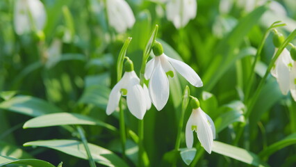 Common Snowdrops Or Galanthus Nivalis. First Spring Snowdrop Flowers. Snowdrop Flowers Are Commonly...