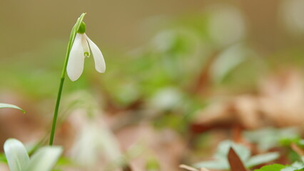 First Spring Flowers In Wild. Galanthus Nivalis Flowering Plants. Snowdrop Or Common Snowdrop.