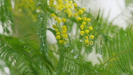 Acacia Dealbata Or Mimosa Tree With Bright Yellow Flowers. Yellow Flowers On Branches Of Silver...